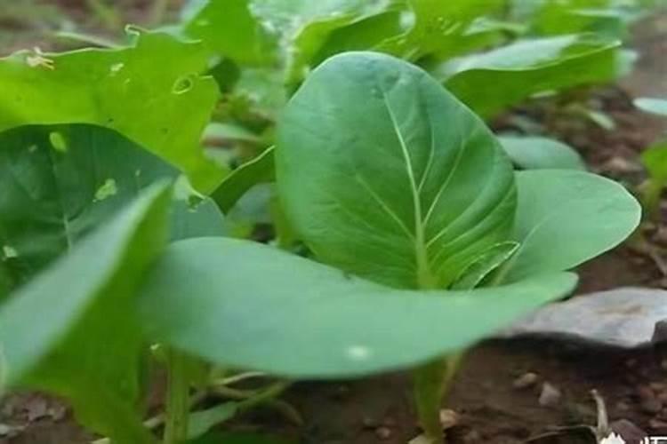 油菜叶面施肥时间及方法花卉百科