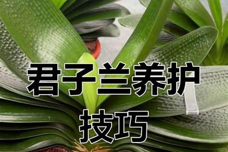君子兰用什么肥料,怎么配制