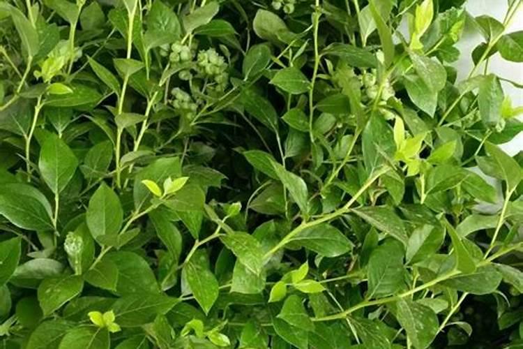 卡白用在蓝莓清园可以吗