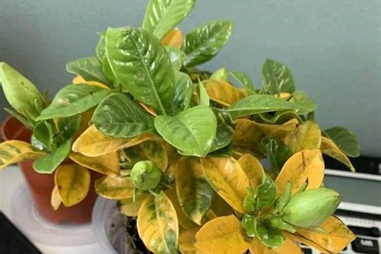 栀子花叶子发黄怎么办 发黄原因与处理方法