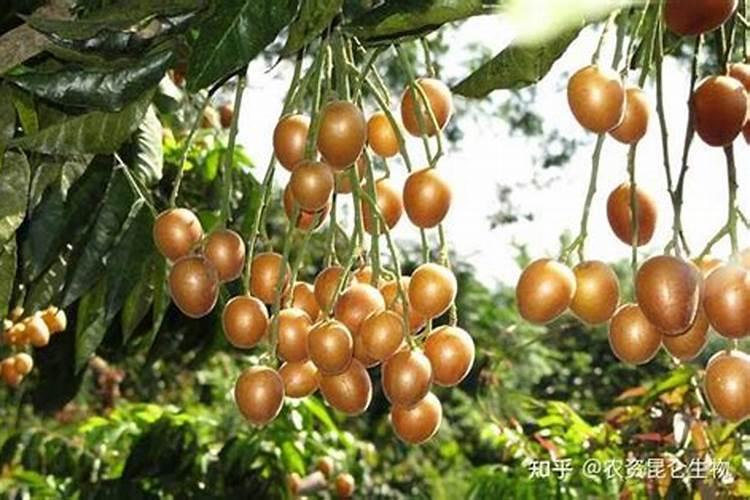 黄皮树什么时候崔花？