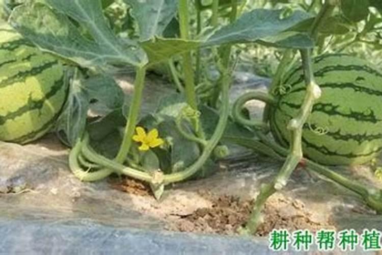 小果型西瓜地膜覆盖栽培怎么施足基肥