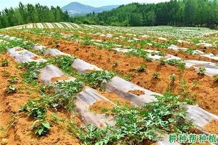 露天西瓜正确铺地膜方法