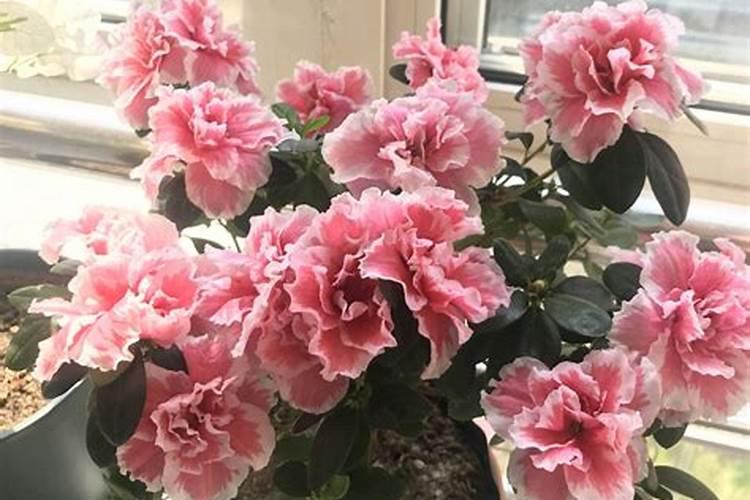 怎样给有花苞的杜鹃施肥