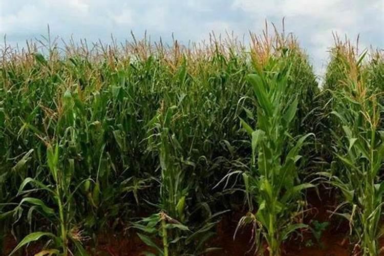 玉米施肥最佳方法