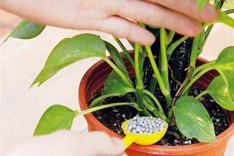 蝴蝶兰秋季用什么肥料