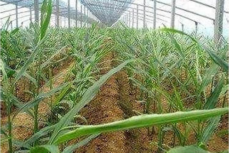 矿源黄腐酸钾在大姜后期冲施有放果吗？