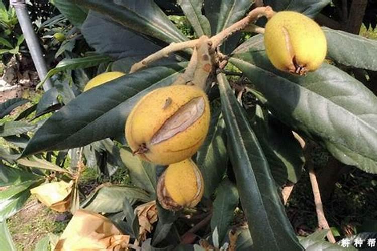 枇杷树能用磷酸二氢钾吗