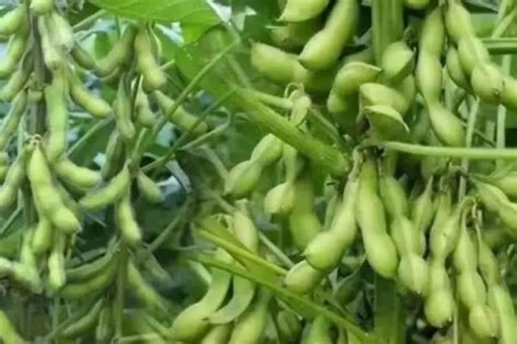 毛豆开花以后,怎么管理？注意些什么？谢谢