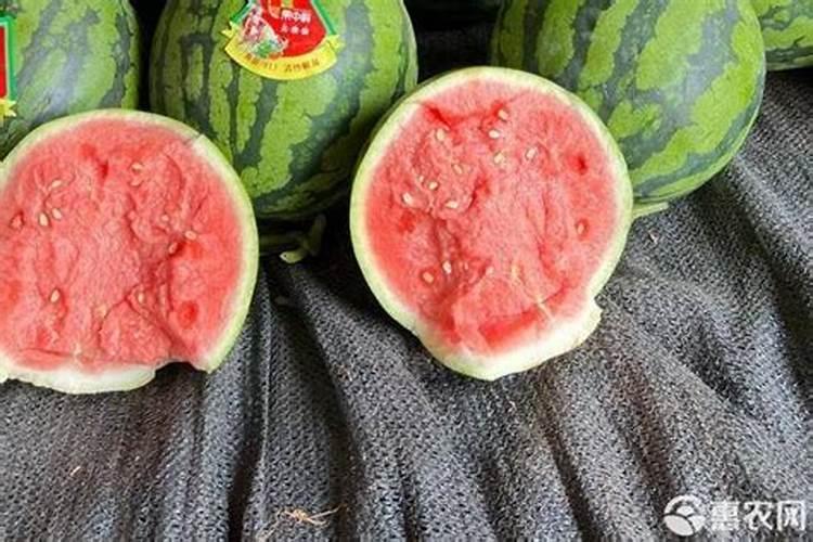 西瓜怎么种植才又大又甜？