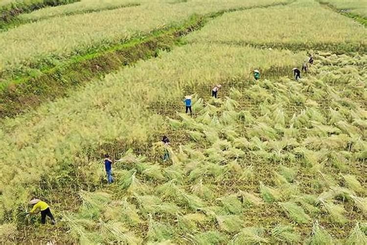 求!谁知道市场上哪种叶面肥效果最好？