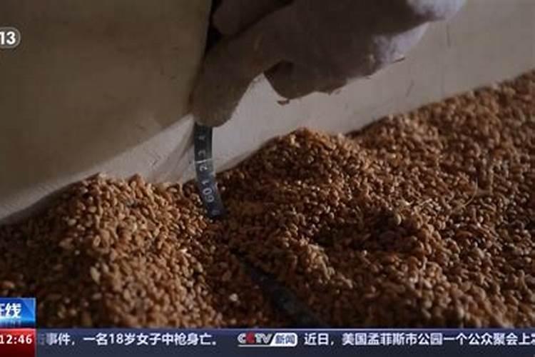 哈密瓜的自述