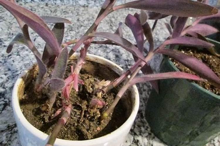 茶花最忌三种肥料