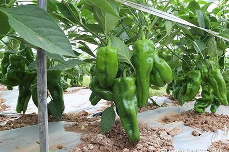 糖化硼能用在有机蔬菜上吗？