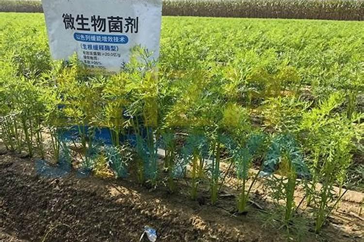 水溶氮钾肥复合型可以作为萝卜的底肥？