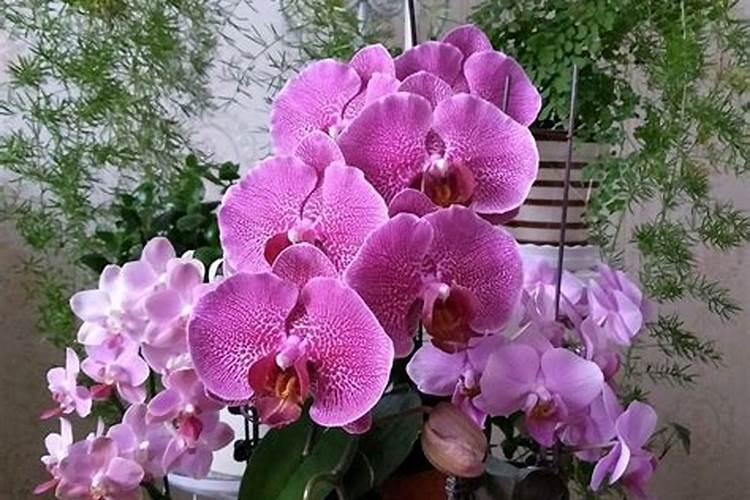 蝴蝶兰刚长花芽可以施肥吗