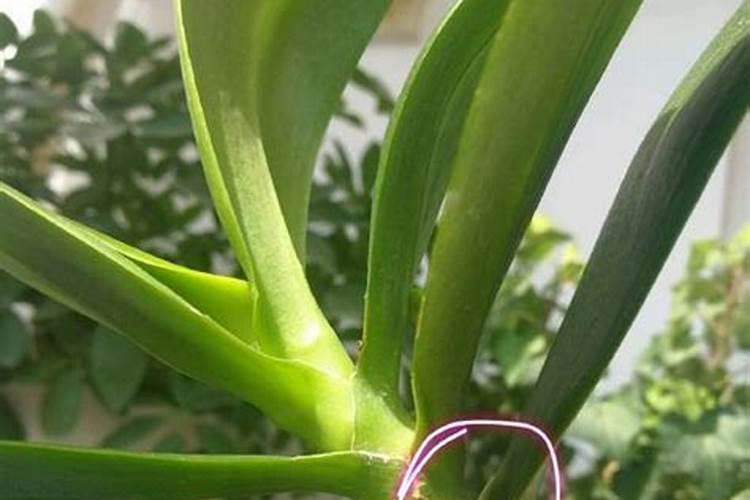 蝴蝶兰用什么肥,磷钾肥可促进花芽形成