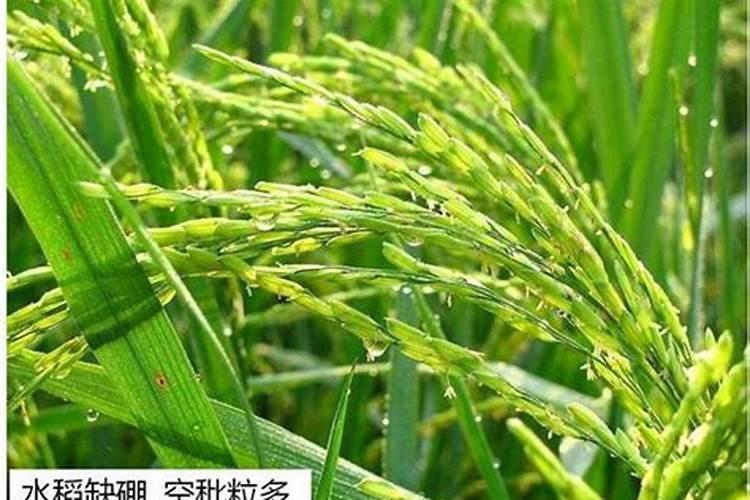 水稻缺肥或施肥过量时有哪些症状？如何诊断