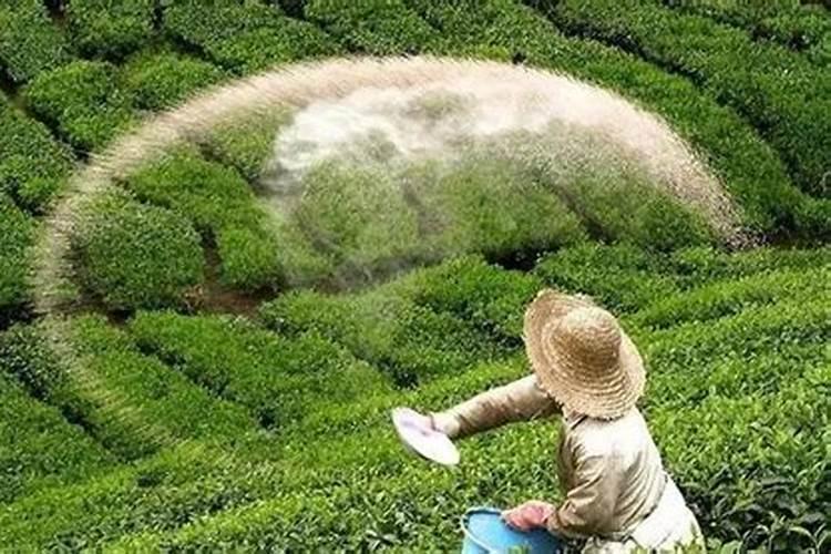 水溶肥肥效期多久