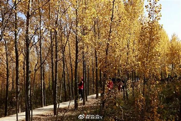 杨树施肥用什么肥料好