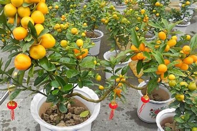 砂糖橘种植技术