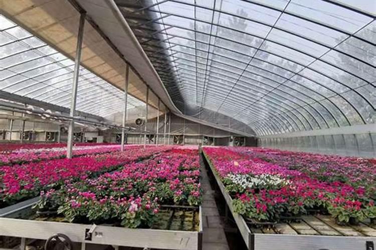 驱蚊草用什么肥料最好