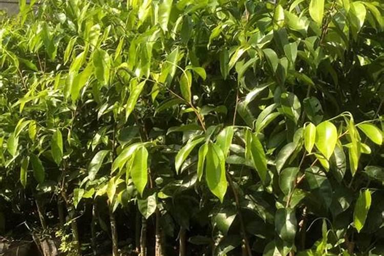 奇楠沉香怎么种植