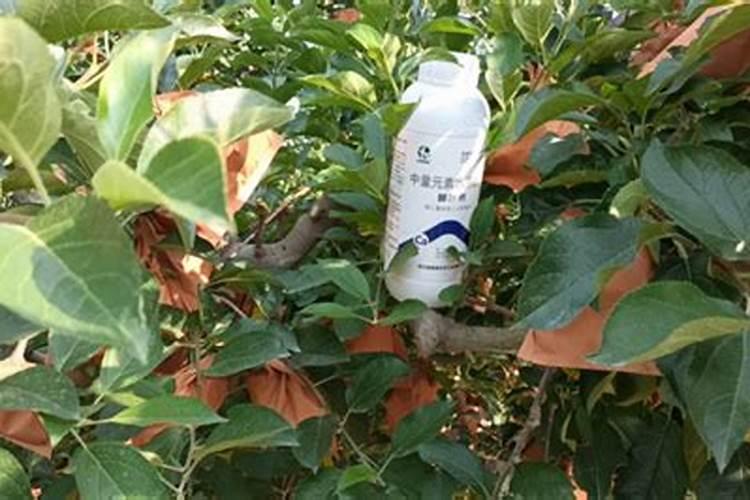 果树钙肥什么时候施用效果好 果树施用钙肥好处