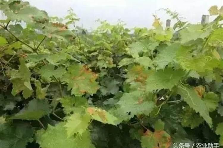 葡萄叶子上有黄斑是什么病