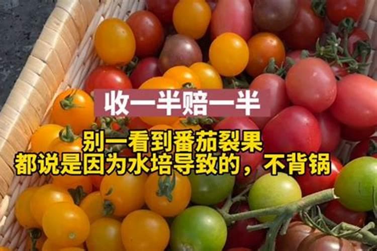 农博士在行动西红柿施肥技术