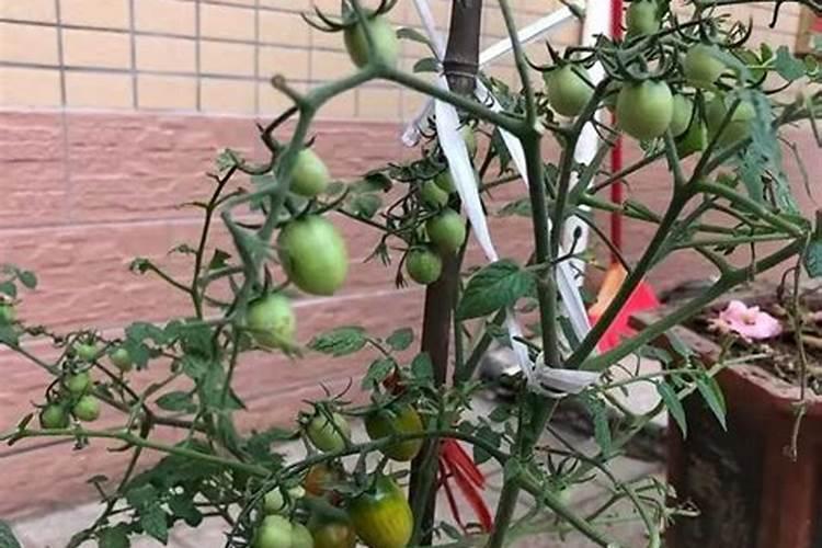 大棚西红柿啥时期冲施高磷肥？