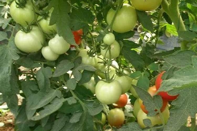 在西红柿膨果期需要用肥吗？用哪种肥料最好？