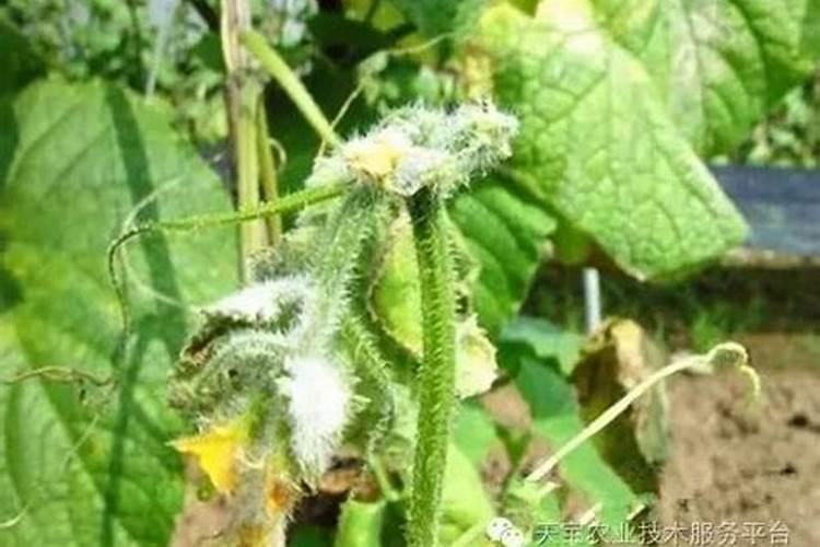 请问黄瓜秧肥料不及时.黄瓜叶会有什么症状