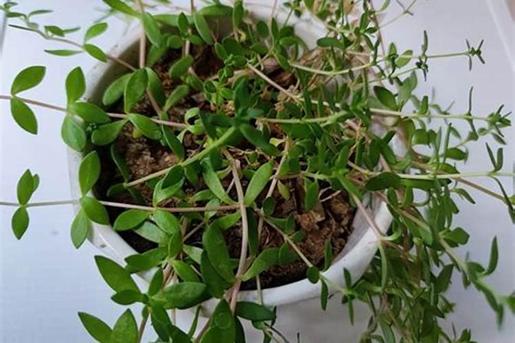 蚂蚁庄园马铃薯对养分有什么要求 马铃薯的养分要求