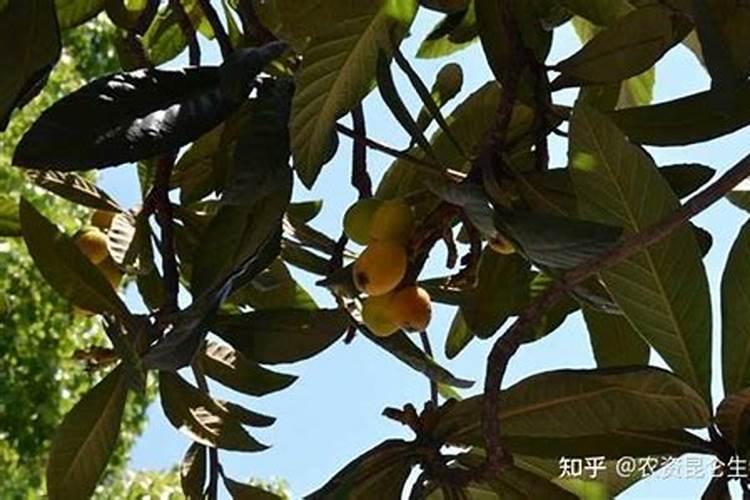 枇杷树怎么做到无公害施肥？