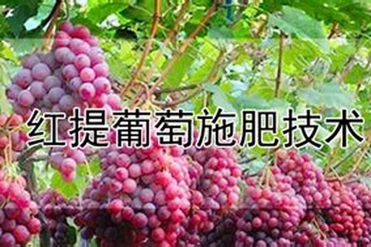 红提葡萄施肥技术