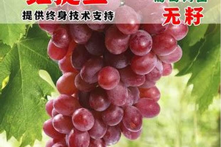 葡萄喷施氨基酸叶面肥有什么作用？红提葡萄整个生长季最多可以使用几次...