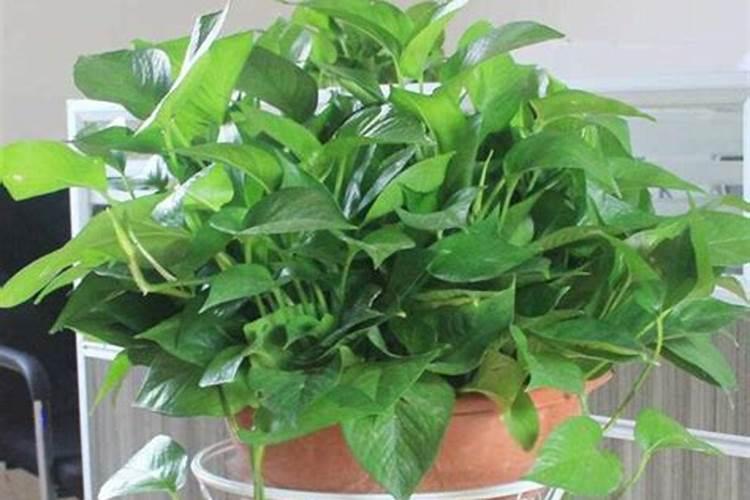 水培绿萝用什么肥料