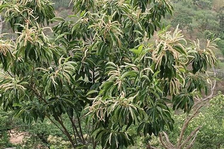 栗子怎样储存硼肥如何正确使用 栗子怎样储存硼肥怎样正确使用