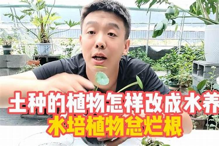 月季生根移栽到大盆死了(水培生根后如何转土培成活率高)