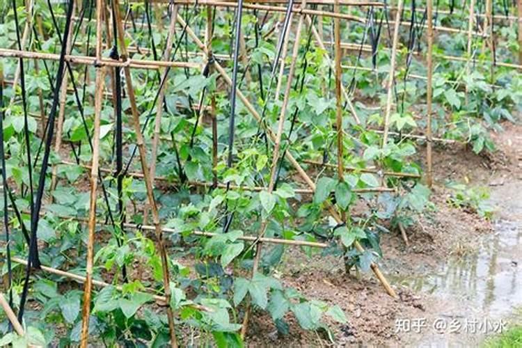 豆角保花保果农药最佳配方