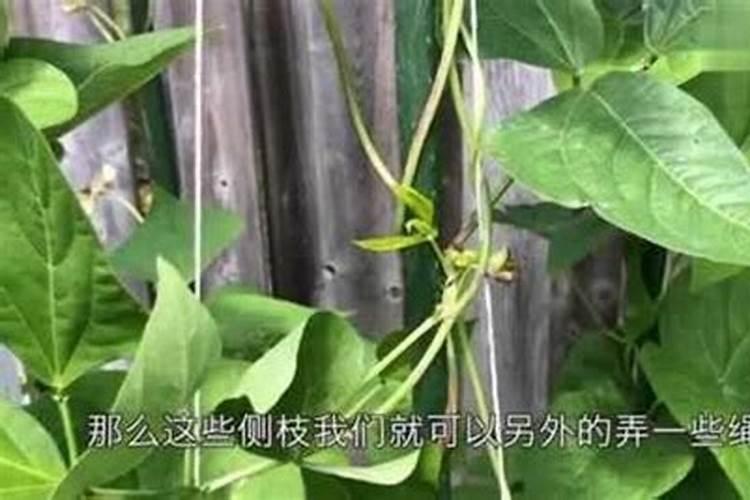 豆角保花保果农药最佳配方,什么时候打合适