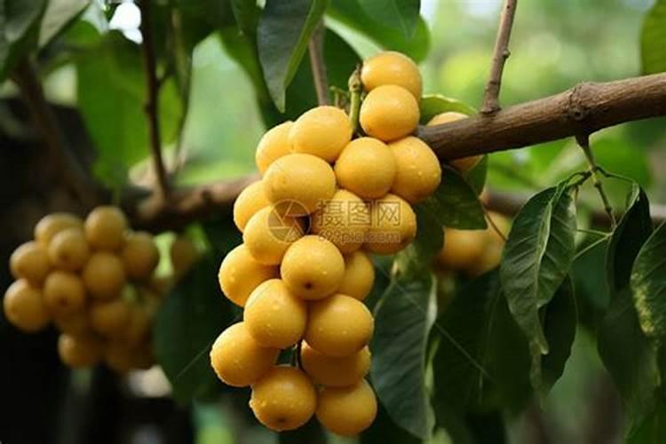 龙眼树施肥的方法有哪几种？