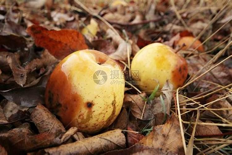 苹果树底肥采取哪种施肥方法好