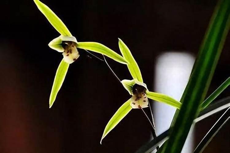 金边吊兰的养殖方法