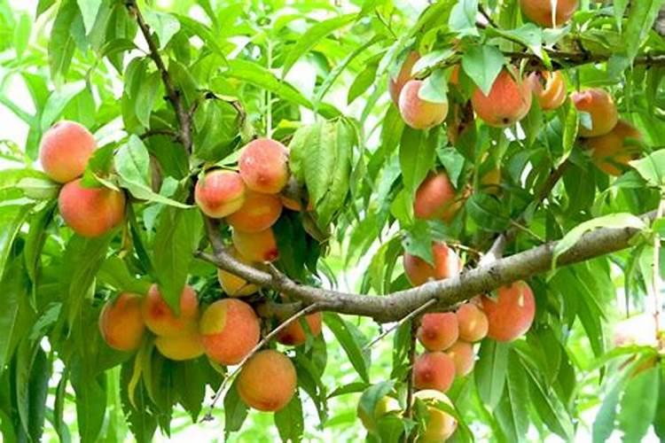 桃树施什么肥料桃子甜 如何施肥效果好