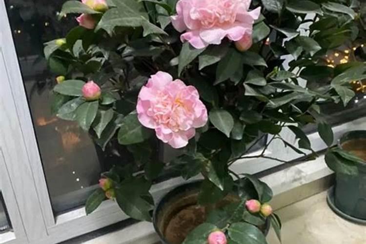 茶花开花期间怎么浇水,茶花要开花时浇什么肥