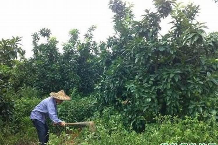 柚子种植期间,需要做哪些工作？