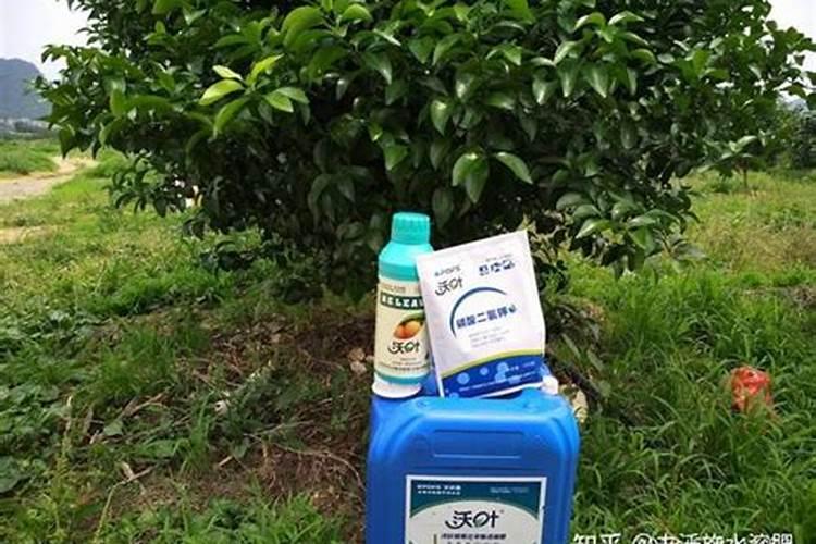 芹菜什么时候用钙肥 怎么使用效果好