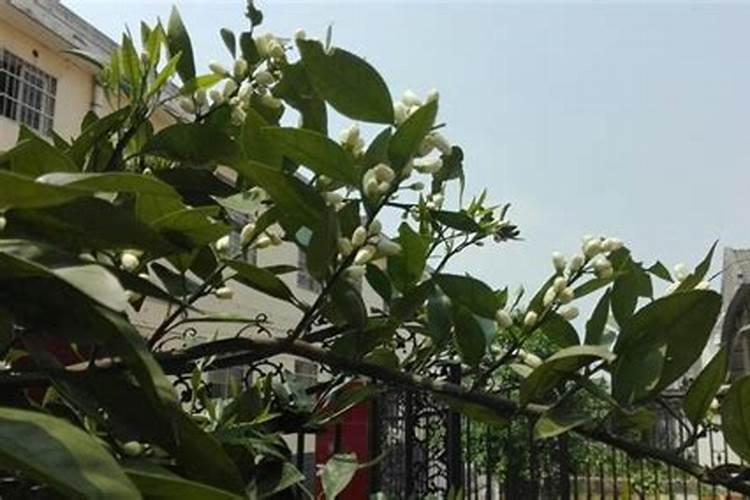 橘子树开花的时候怎样浇水